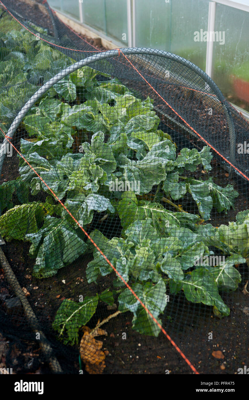 Blumenkohl 'Aalsmeer" unter Netting, winter Stockfoto