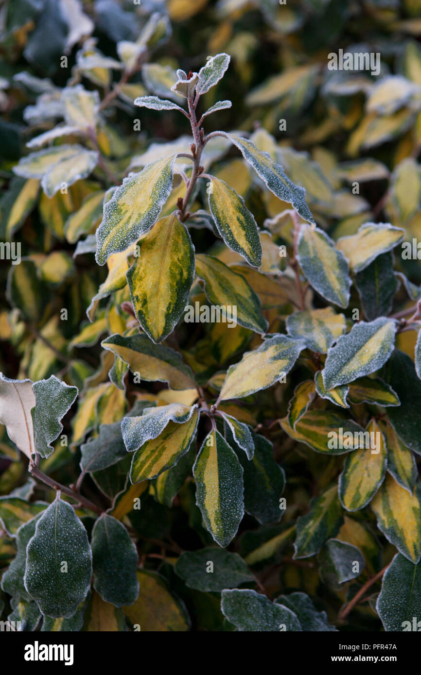 Elaeagnus (Silverberry, Oleaster) mit Frost im Winter Stockfoto