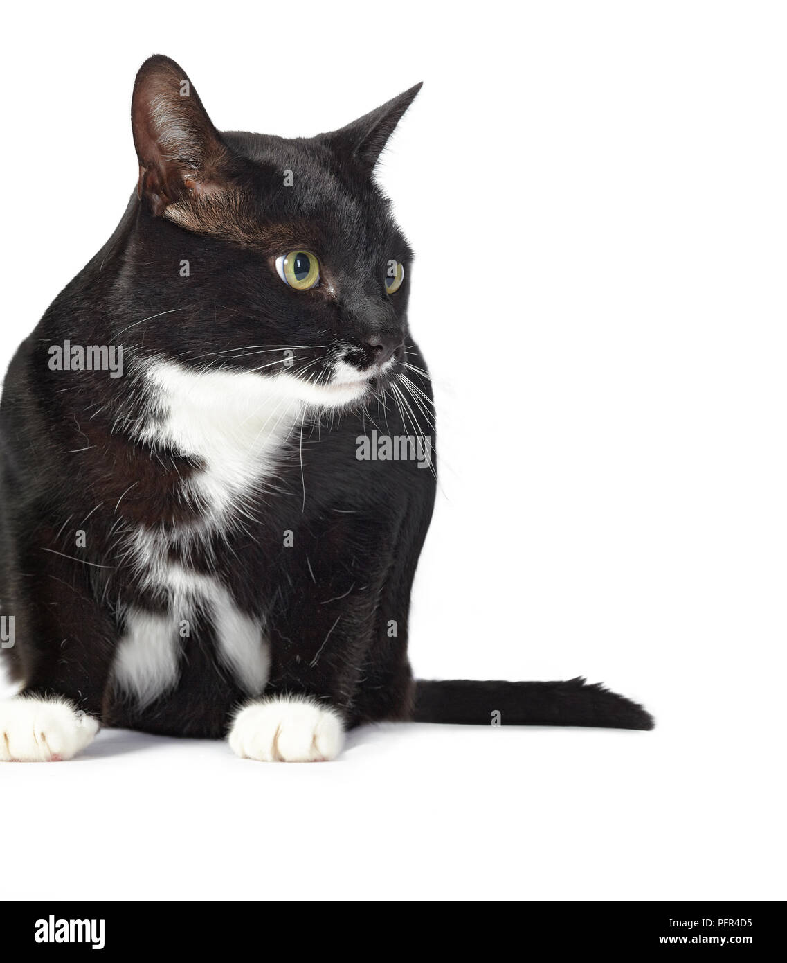 Schwarze und weiße Farm cat Stockfoto