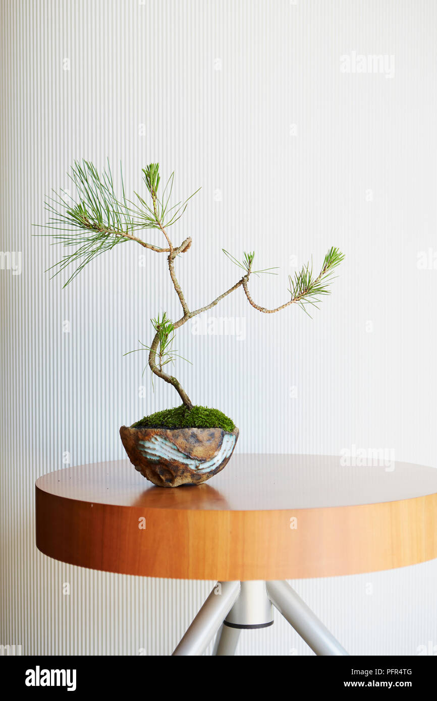Instant Bonsai Baum, Pinus thunbergii (Japanische Schwarzkiefer) Stockfoto