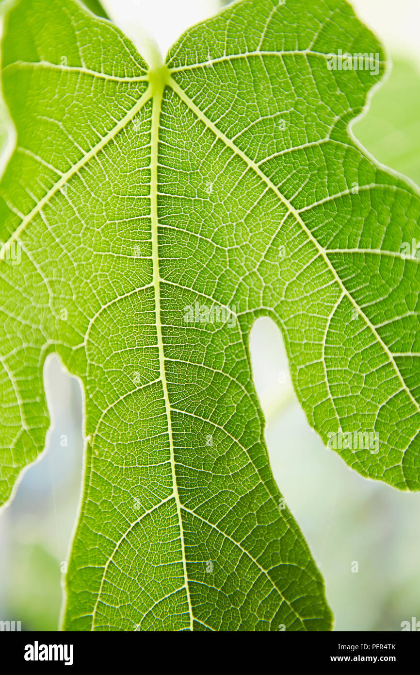 Adern auf Feigenblatt, Ficus Carica Stockfoto