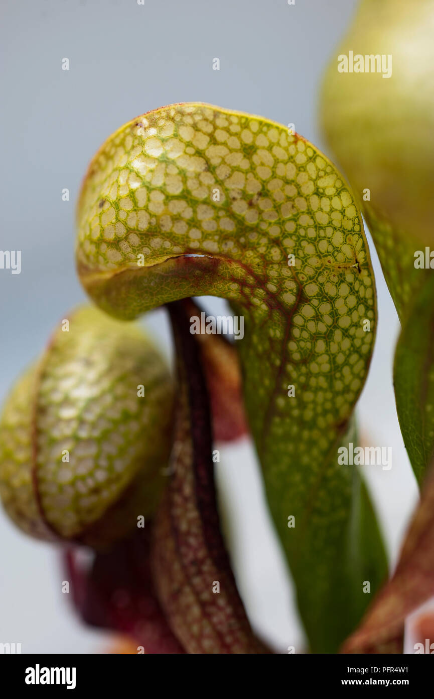 Nahaufnahme von fleischfressende Pflanze, Darlingtonia Stockfoto