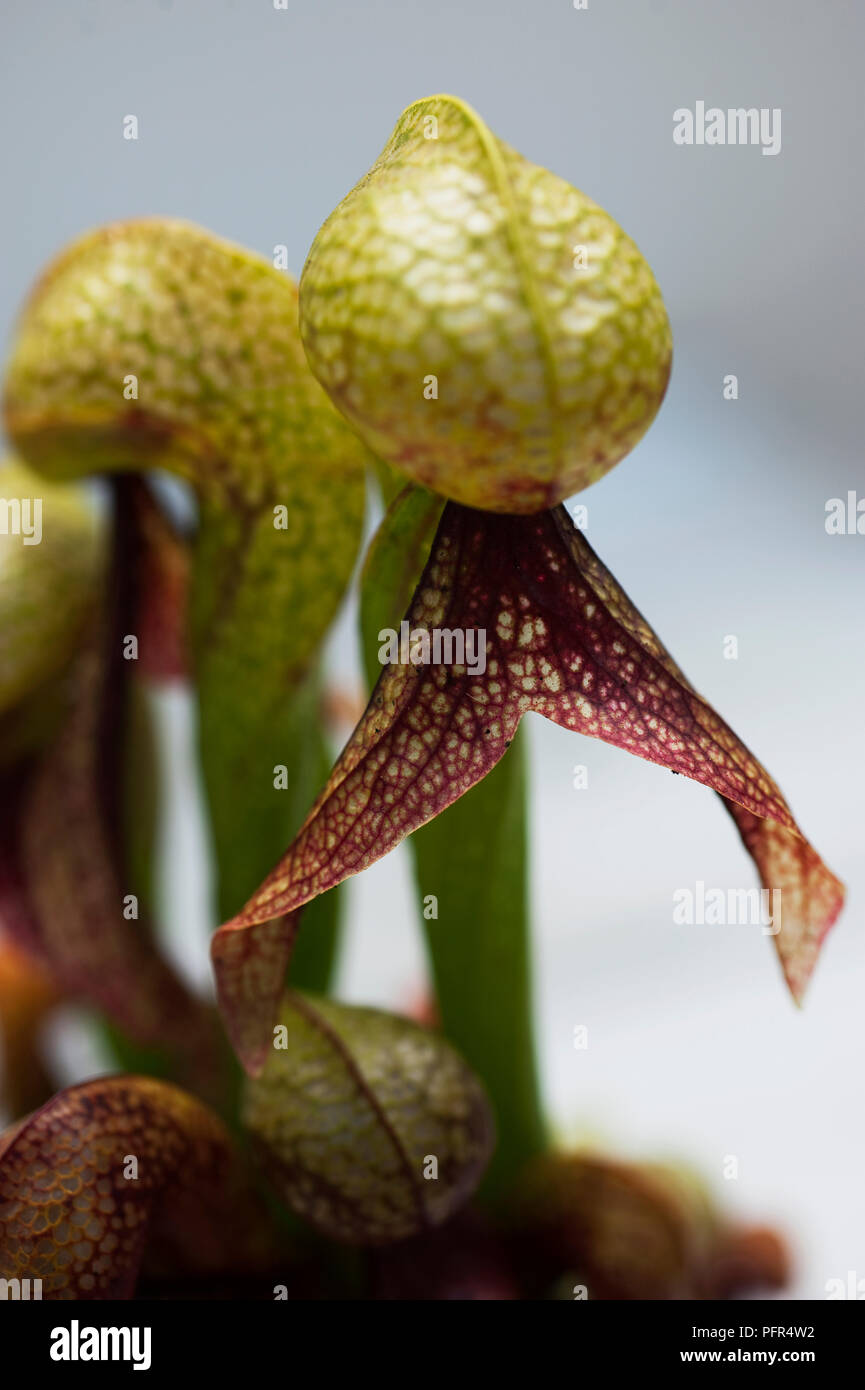 Nahaufnahme von fleischfressende Pflanze, Darlingtonia Stockfoto