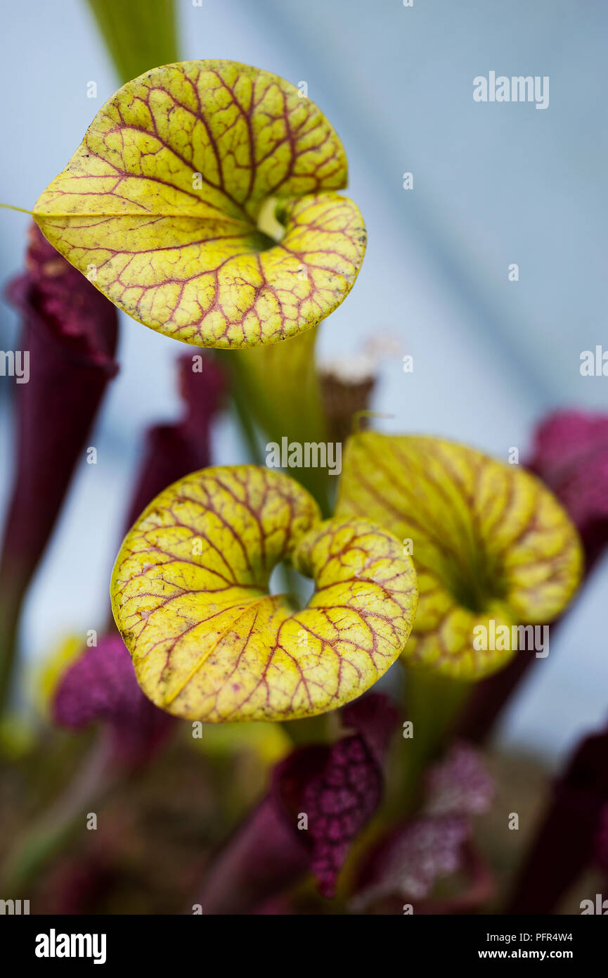 Fleischfressende Pflanzen (Sarracenia), close-up Stockfoto