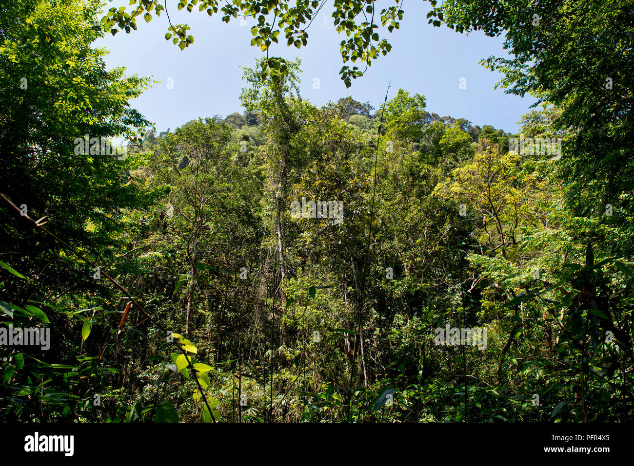 Sri Lanka, Kärnten Provinz Ratnapura, Sinharaja Forest Reserve Stockfoto