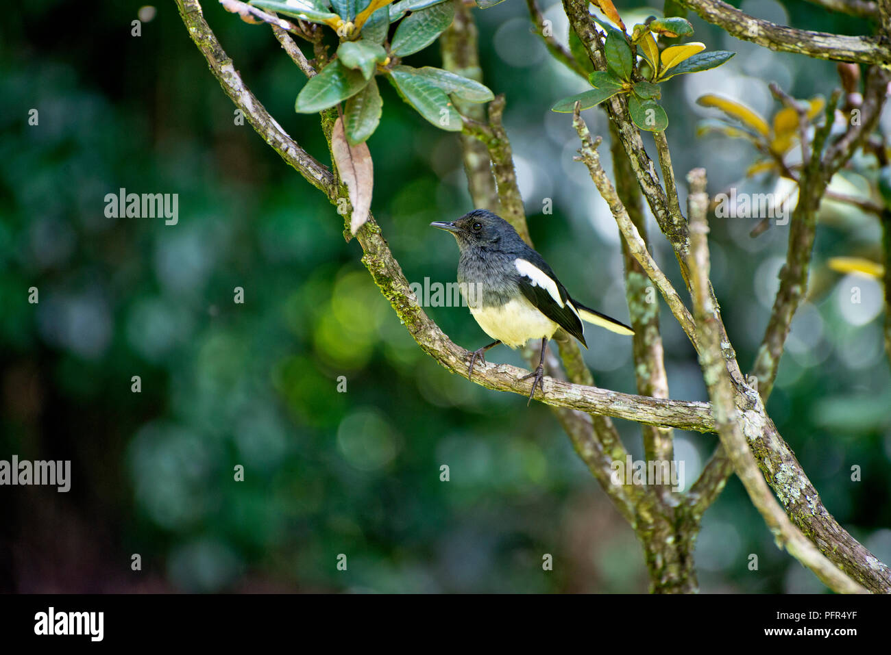Sri Lanka, zentrale Provinz, Nuwara Eliya, Victoria Park, gelben und schwarzen Vogel auf Zweig Stockfoto