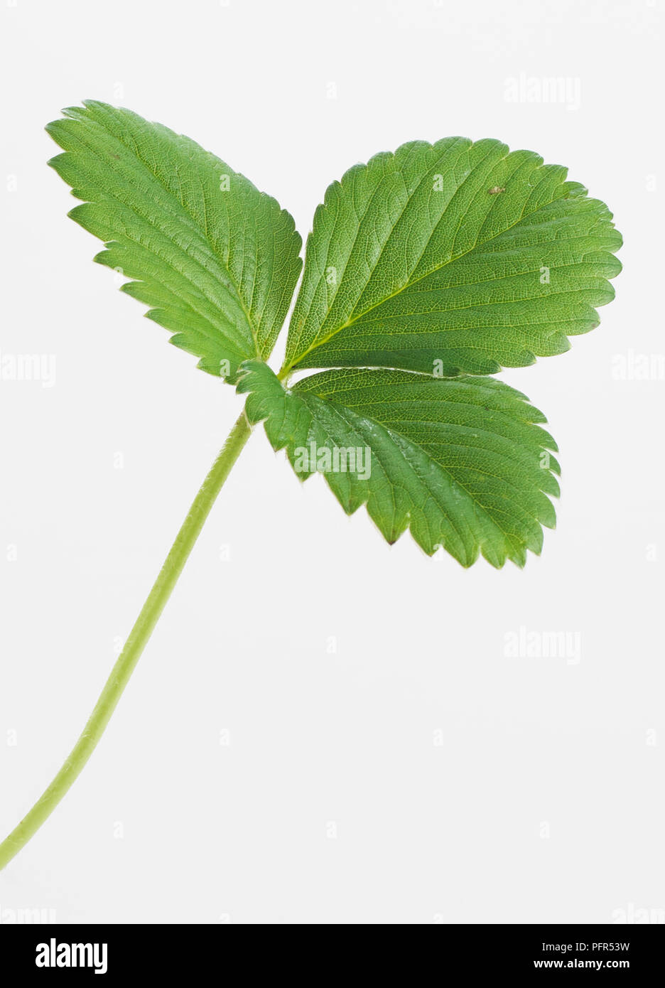 Erdbeere Pflanze Blatt Stockfoto