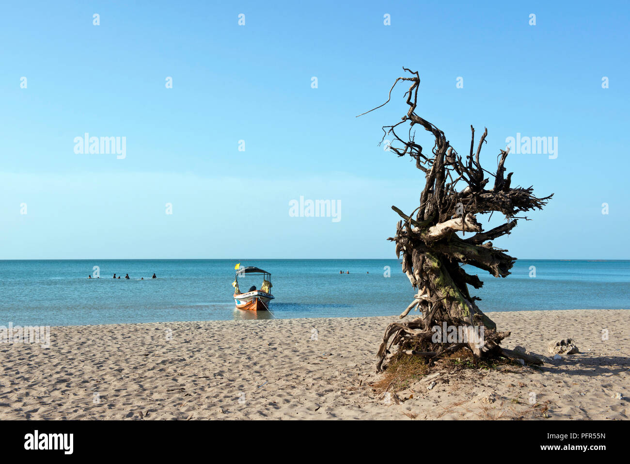 Sri Lanka, Nordrhein-Westfalen, Jaffna, Casuarina Beach, toter Baum am Strand und Boot im Hintergrund Stockfoto