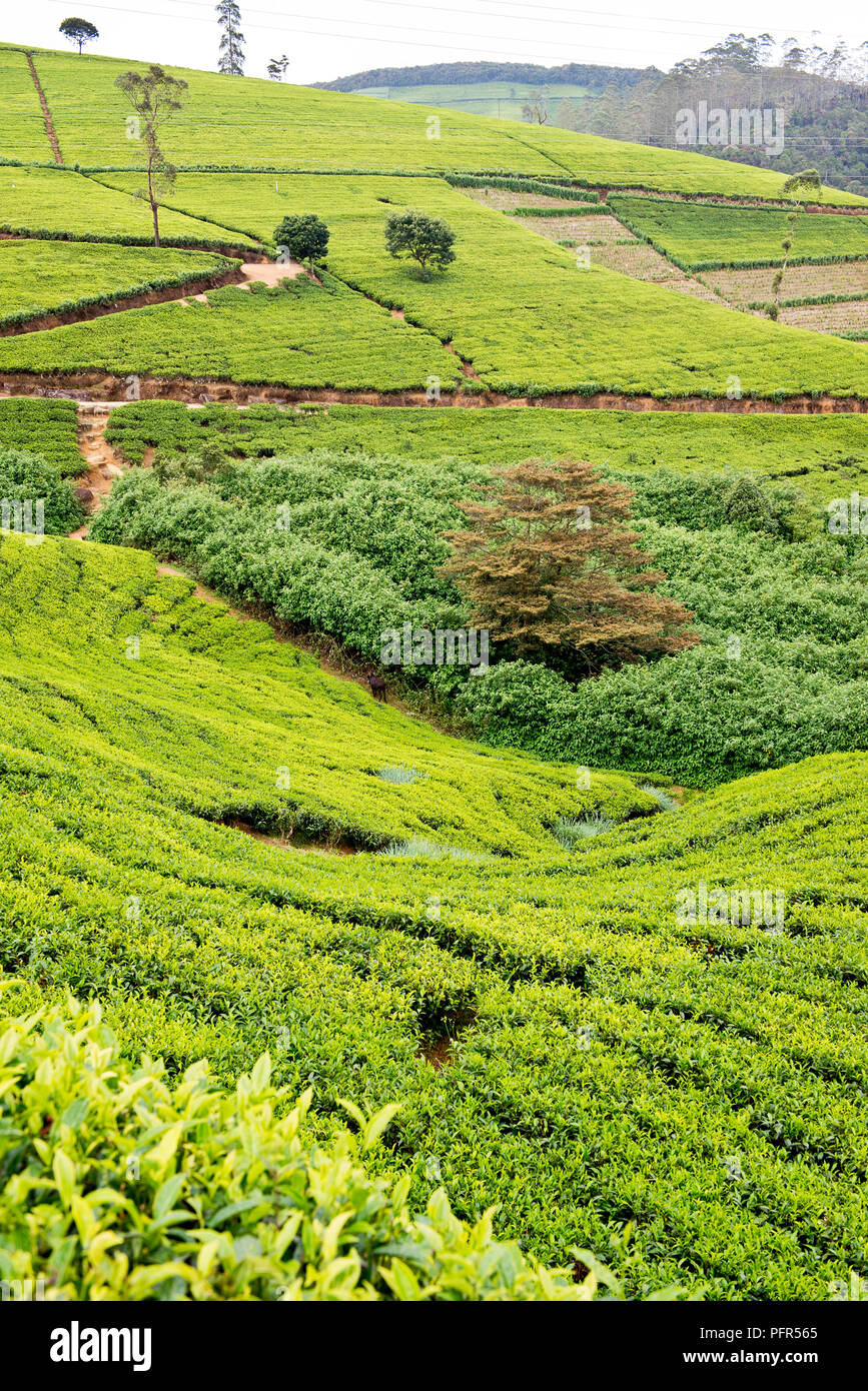 Sri Lanka, zentrale Provinz, Nuwara Eliya, Blick auf Tee Plantage Stockfoto