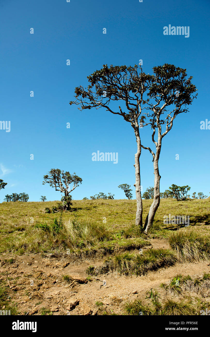 Sri Lanka, Provinz Uva, Nuwara Eliya, Horton Plains National Park mit Blick auf die Bäume i Stockfoto