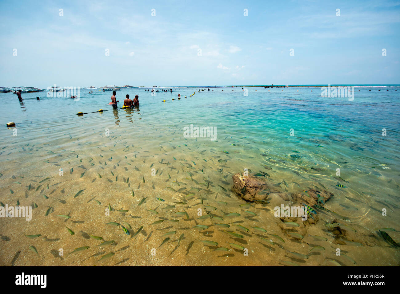 Sri Lanka, Bundesland Kärnten, Hikkaduwa, Hikkaduwa Coral Heiligtum, Schule der Fische im flachen Wasser Stockfoto