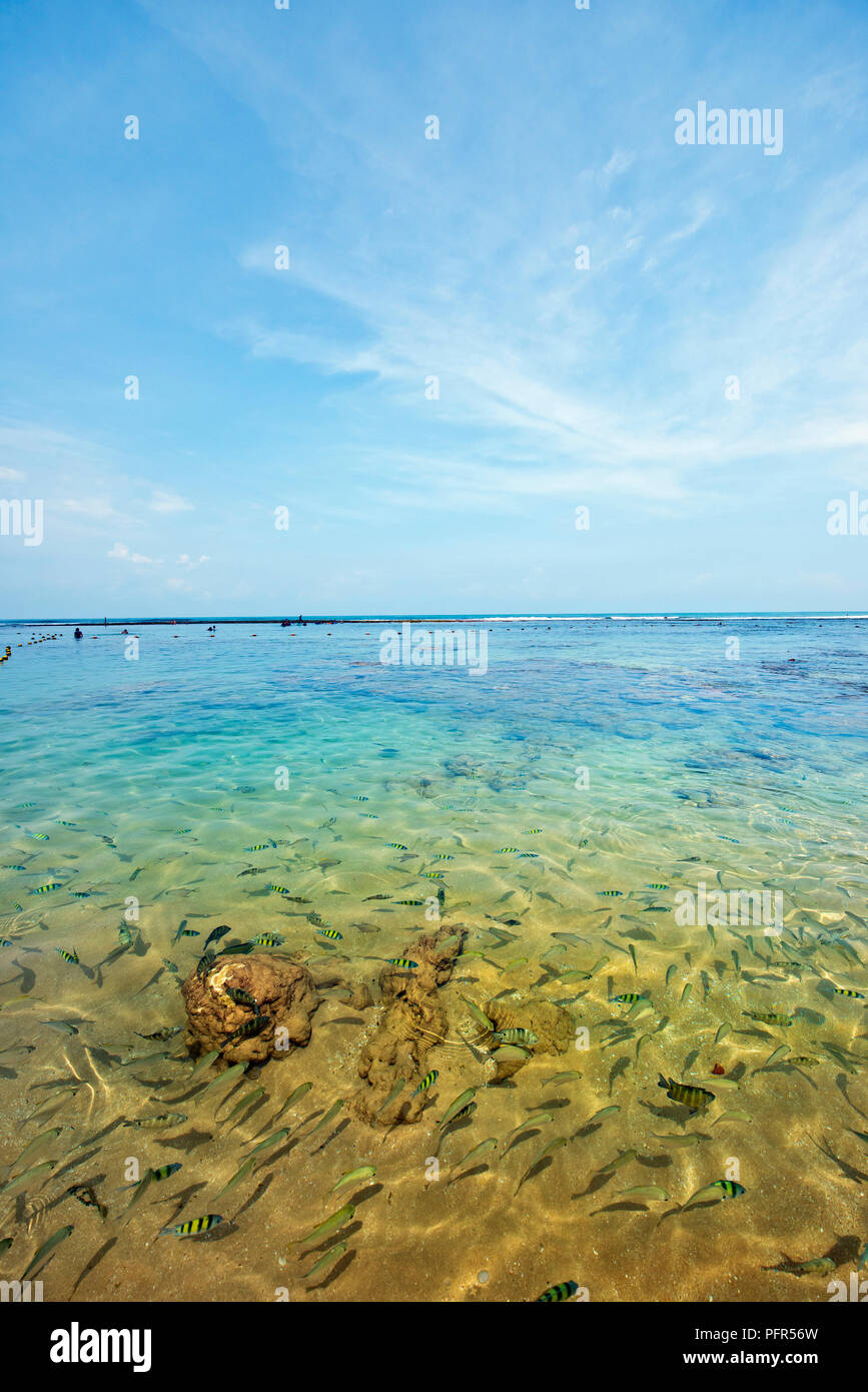 Sri Lanka, Bundesland Kärnten, Hikkaduwa, Hikkaduwa Coral Heiligtum, Schule der Fische in flachen Gewässern Stockfoto