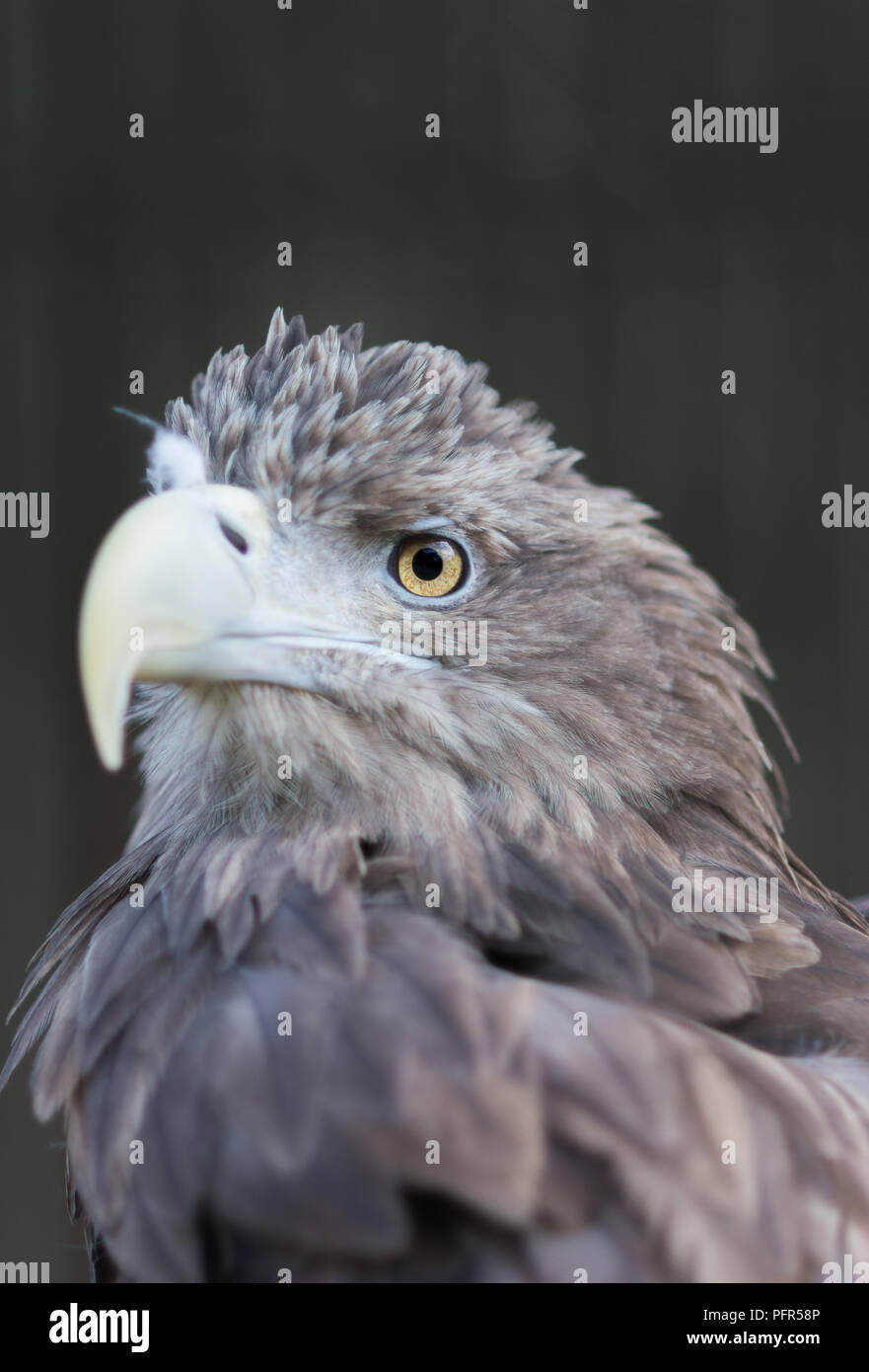 Nahaufnahme des Adlerportraits. Vögel stehen und beobachten herum. Tiefe Optik. Stockfoto