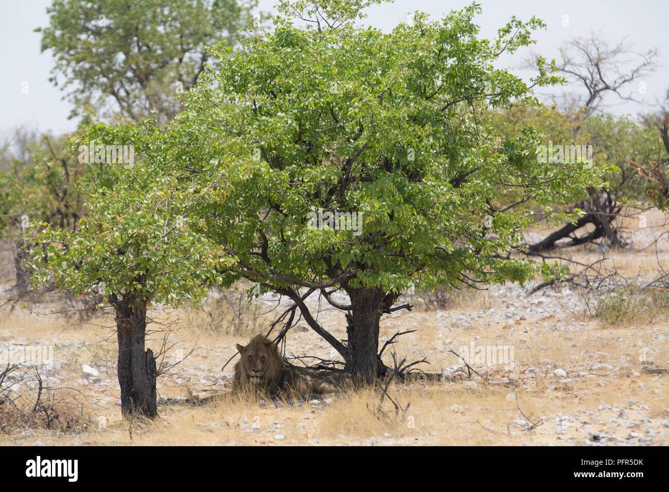 Ein Leon sitzen in der Hitze an einem sonnigen Tag und warten auf Beten in Afrika Stockfoto
