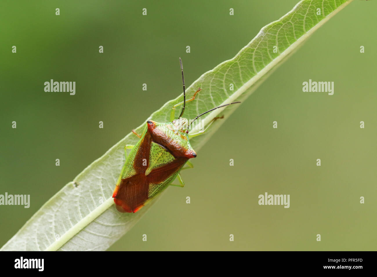 Eine hübsche Hawthorn Shieldbug (Acanthosoma haemorrhoidale) aus der Familie Acanthosomatidae hocken auf einer Weide Blatt. Stockfoto