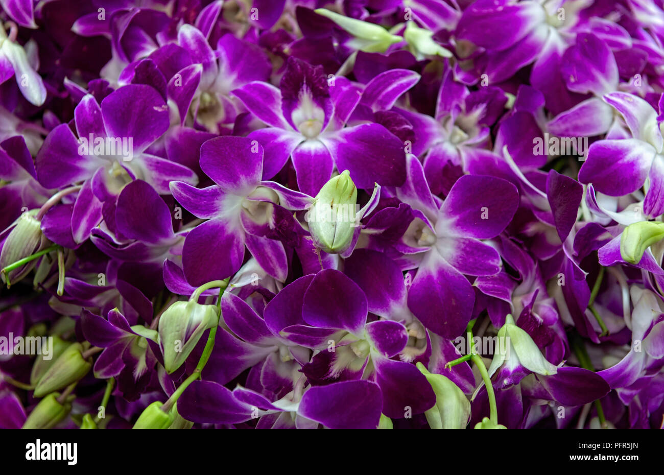 Lila Orchideen Pak Klong Talat Blumenmarkt Bangkok Thailand Stockfoto