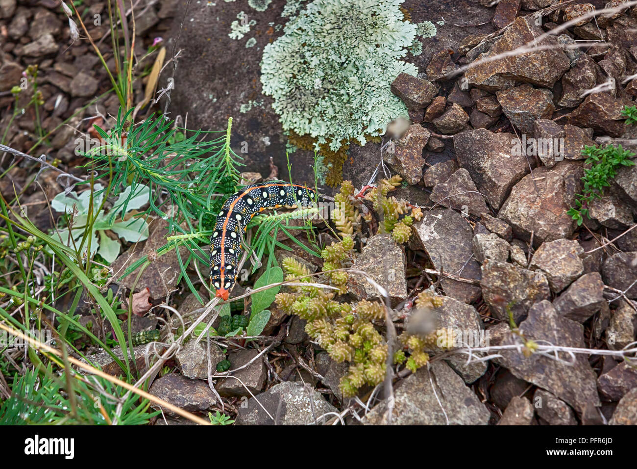 Motten oder bunte Schmetterling caterpilar auf einem felsigen Gelände Stockfoto