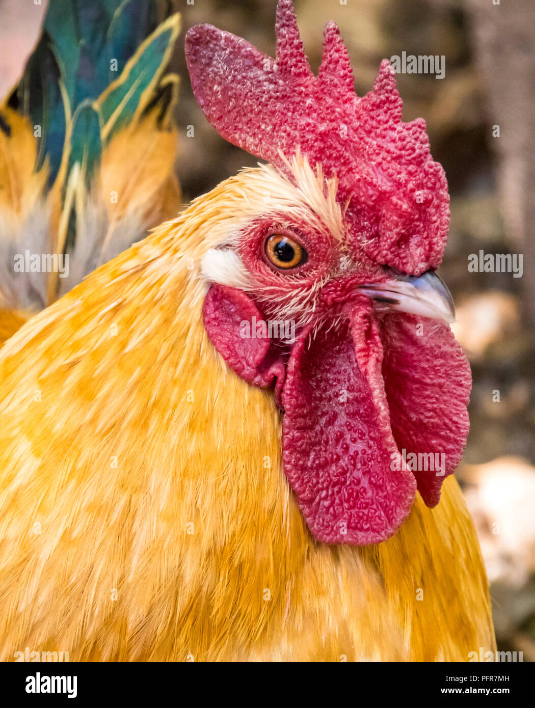 Nahaufnahme von einem gelben Hahn Stockfoto