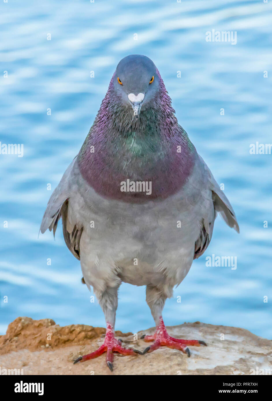 Meine Taube sitzt auf einem Felsen in einem Teich Stockfoto