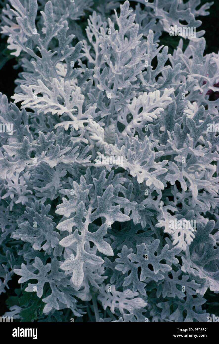 Цинерария крестовник пепельный. Название серебристых цветов. Сенецио цинерария. Цинерария приморская сильвердаст. Название серебристых цветов.