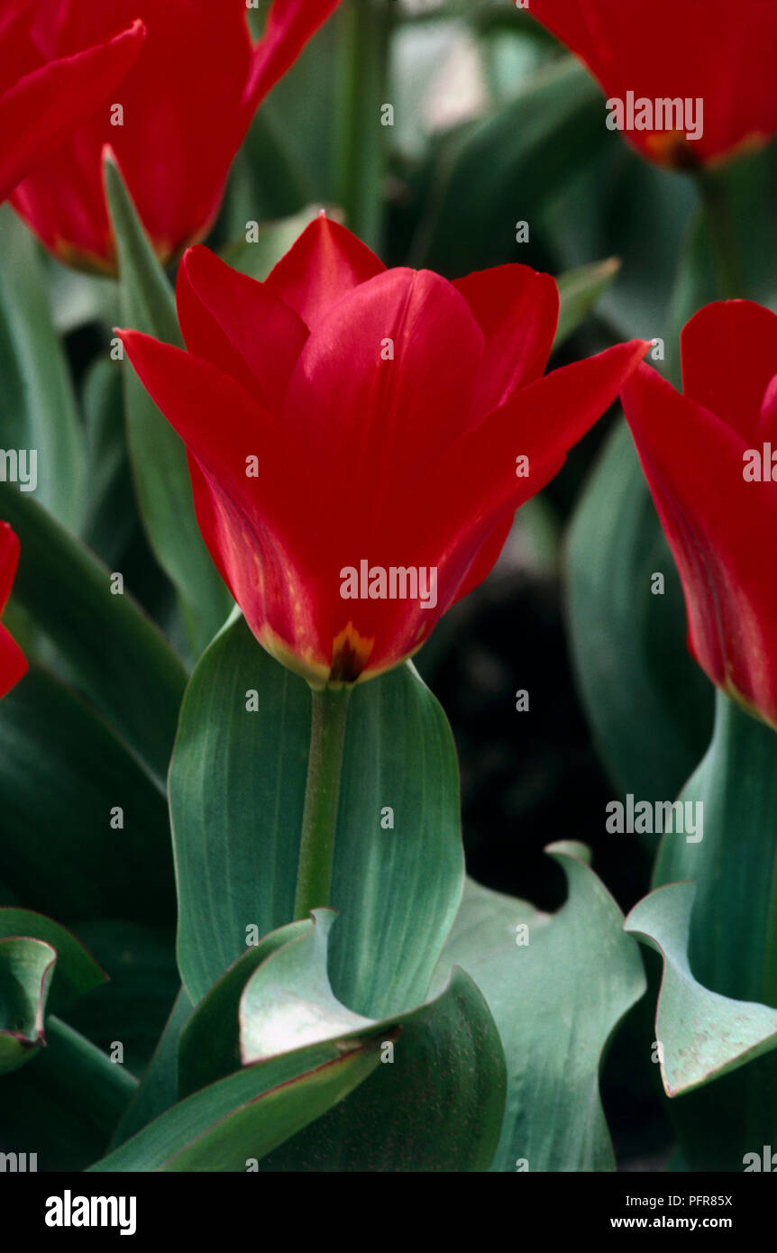 Blätter und Blüten von Tulipa bin mir Lefeber" (Tulip) Stockfoto