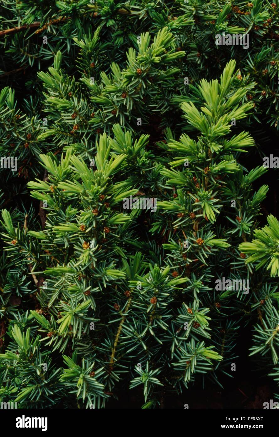 Blätter von Juniperus conferta 'Blue Pacific" (Ufer Wacholder), close-up Stockfoto