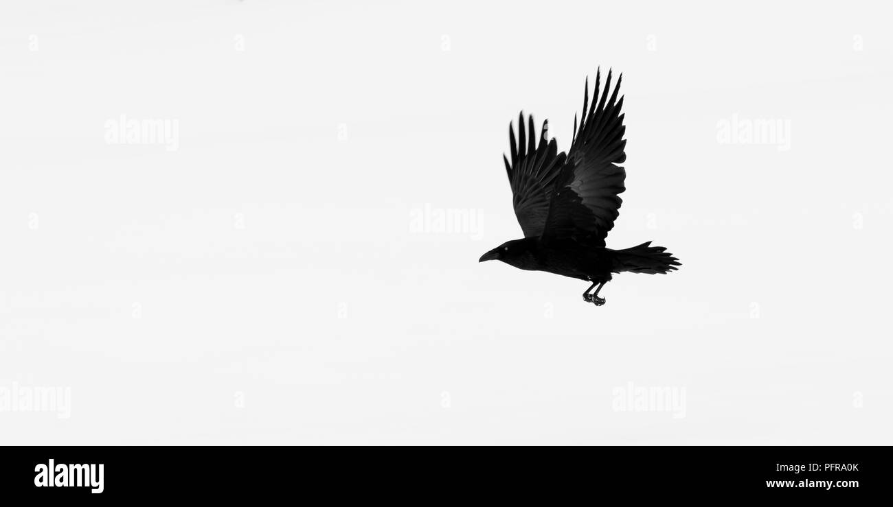 Kolkrabe (Corvus Corax) Fliegen über schneebedeckten Boden in Yellowstone National Park, Wyoming, USA, im Winter. Stockfoto