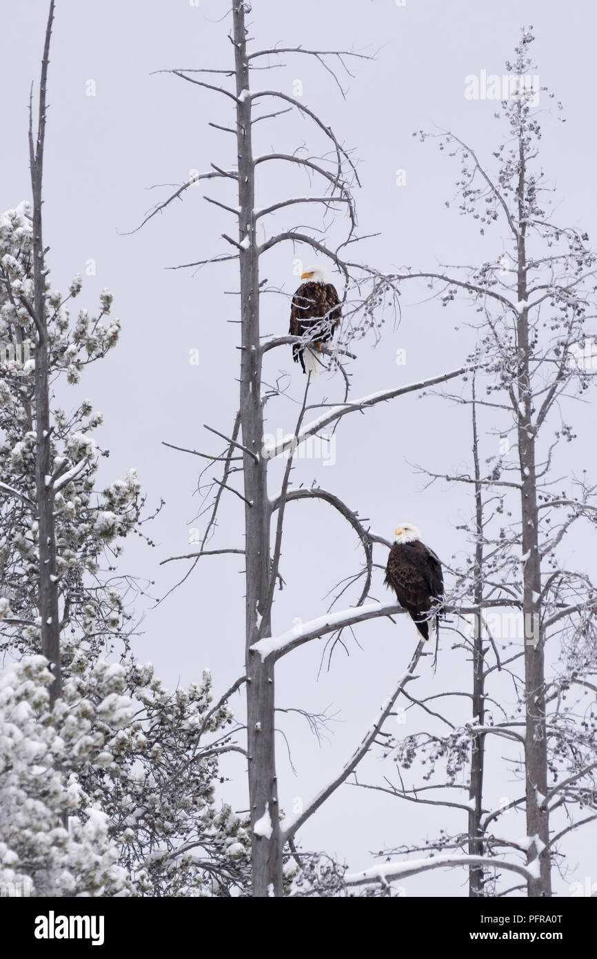 Ein paar der Weißkopfseeadler (Haliaeetus leucocephalus) Rastplätze in einer verschneiten Baum im Winter im Yellowstone National Park, Wyoming, USA. Stockfoto