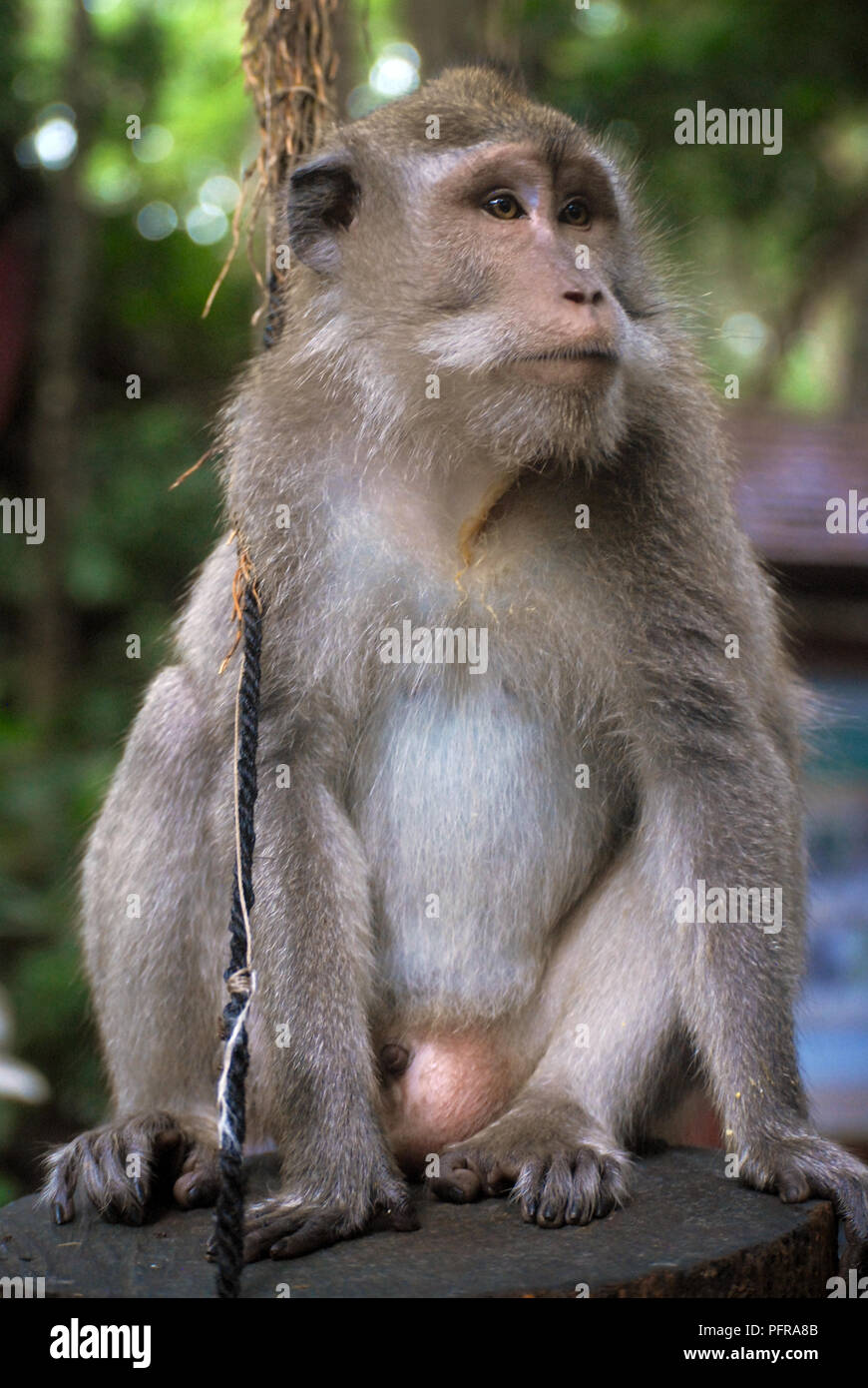 Affe am Heiligen Affenwaldstation, Jalan Monkey Forest, Ubud, Gianyar, Bali, Indonesien Stockfoto