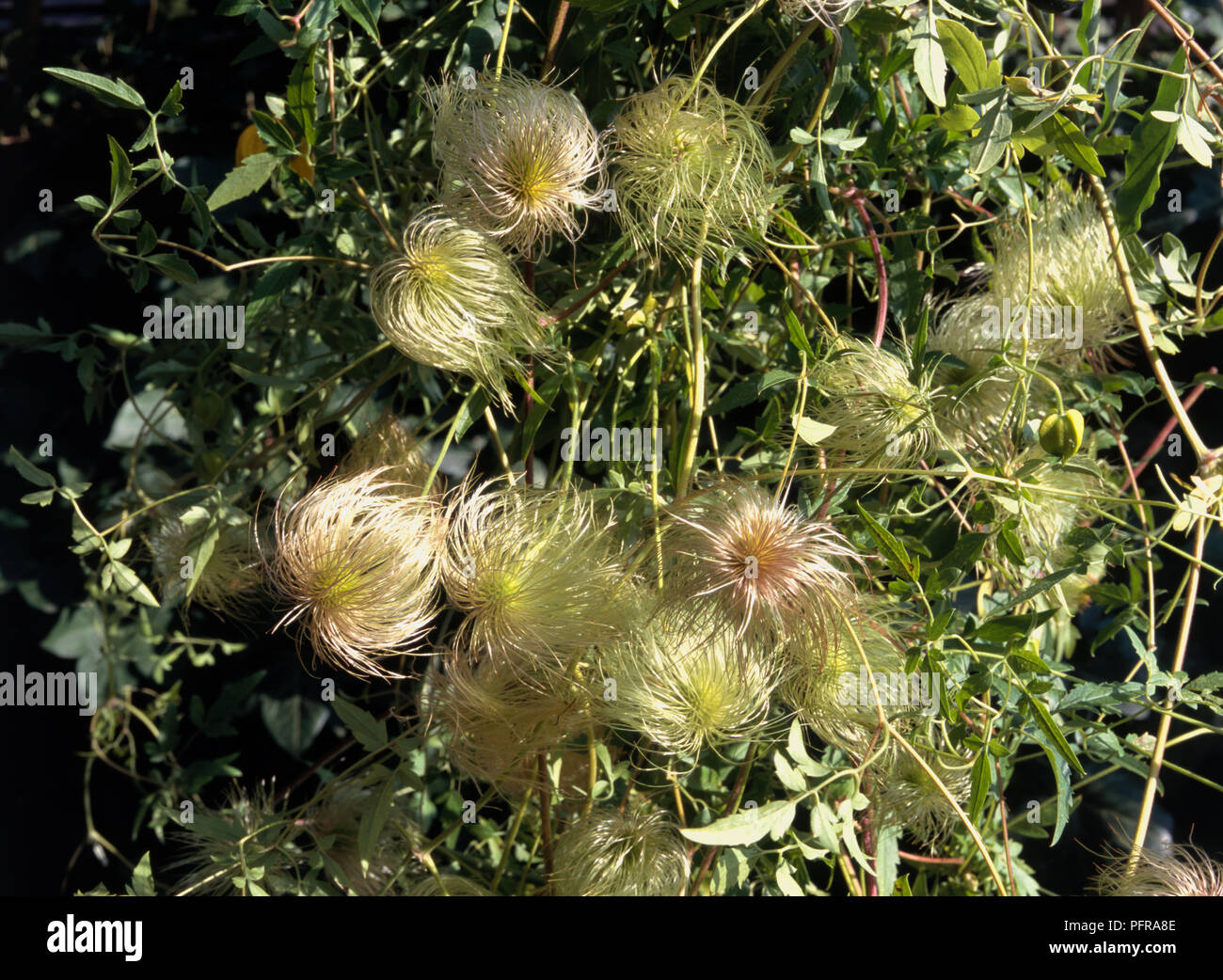 Clematis tibetana Herbst seedheads auf Leng, dünnen Stangen, close-up Stockfoto