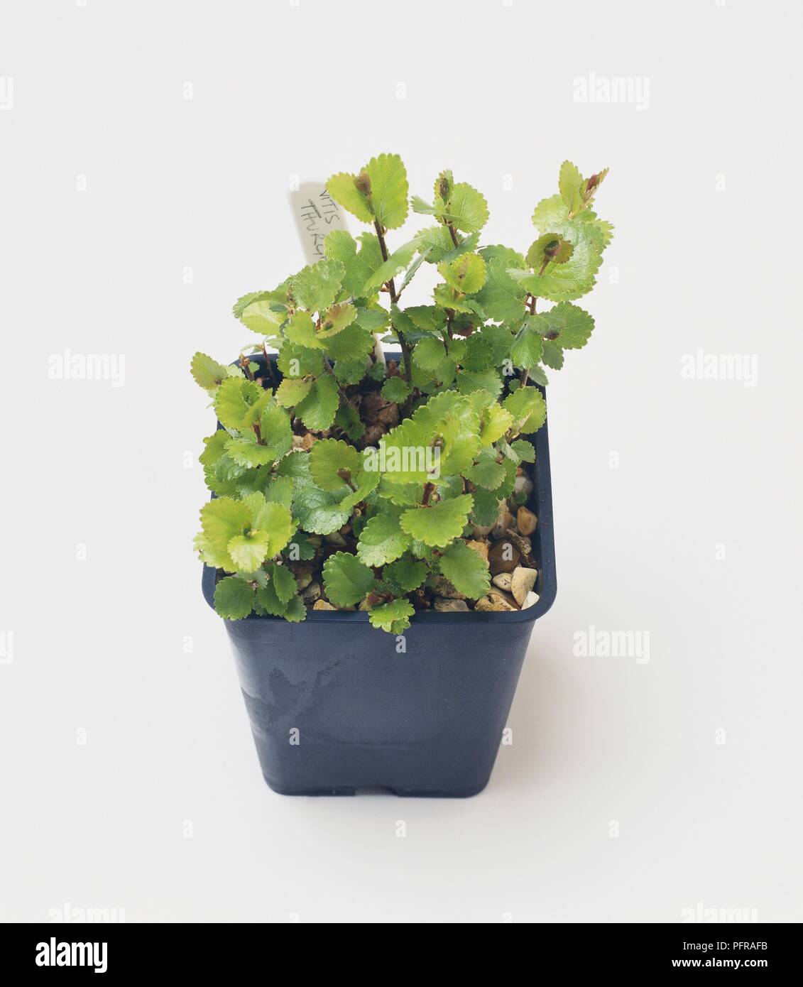 Betula (Birke) Sämlinge Blumentopf mit Label Stockfoto