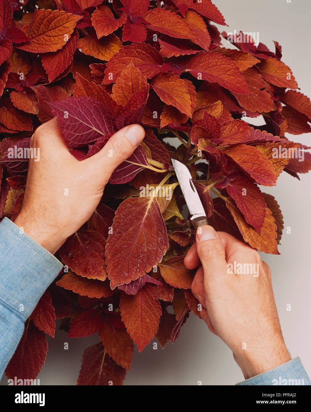 Entfernen von gesunden Schießen aus Solenostemon (coleus), entfernen Sie einfach unterhalb eines Knotens, 8-13 cm unter der schießen Spitze, close-up Stockfoto