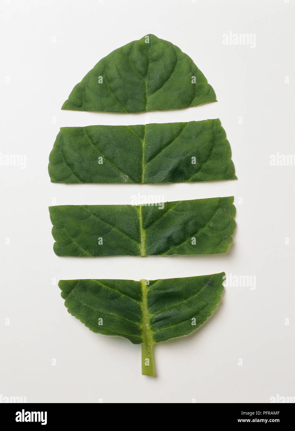 Sinningia speciosa (gloxinia) Blatt in Querrichtung Abschnitte unterteilt Stockfoto