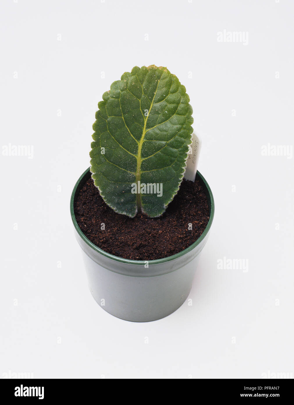 Sinningia speciosa (gloxinia) Blatt schneiden in Pot Stockfoto