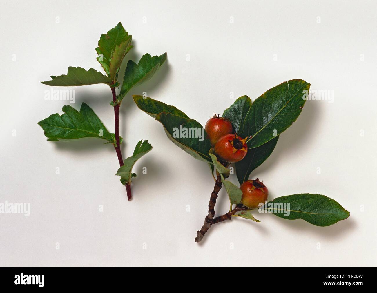 X Crataemespilus grandiflora, Stengel Stecklinge mit roten Beeren und glänzend grüne Blätter Stockfoto