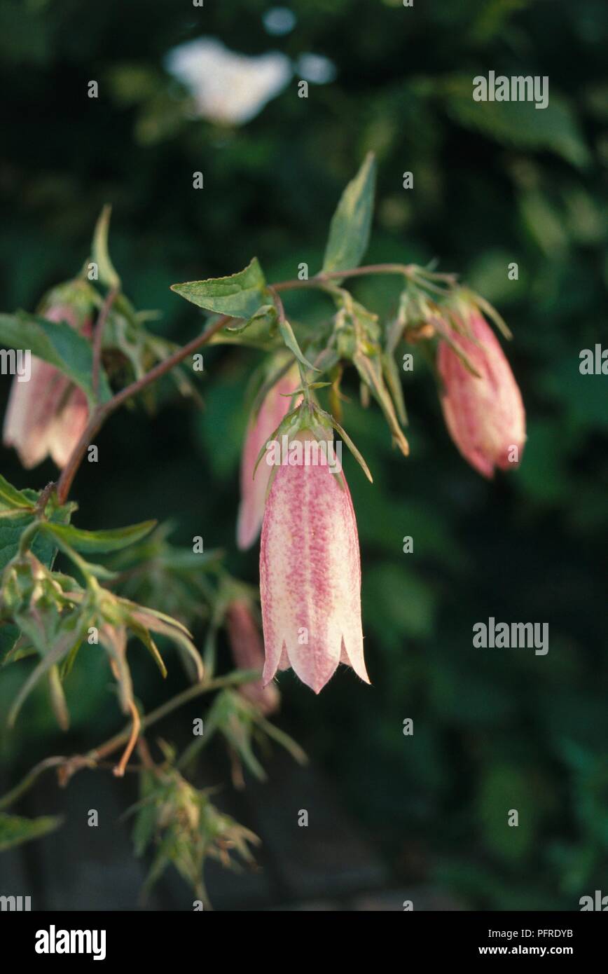 Glockenfrmige rosa blten -Fotos und -Bildmaterial in hoher Auflsung   Alamy