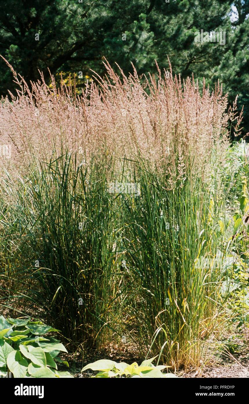 Calamagrostis 'Karl Foerster' (Feder Redd Gras) große Büschel bildende Gras mit Blumen auf hohen Blades Stockfoto