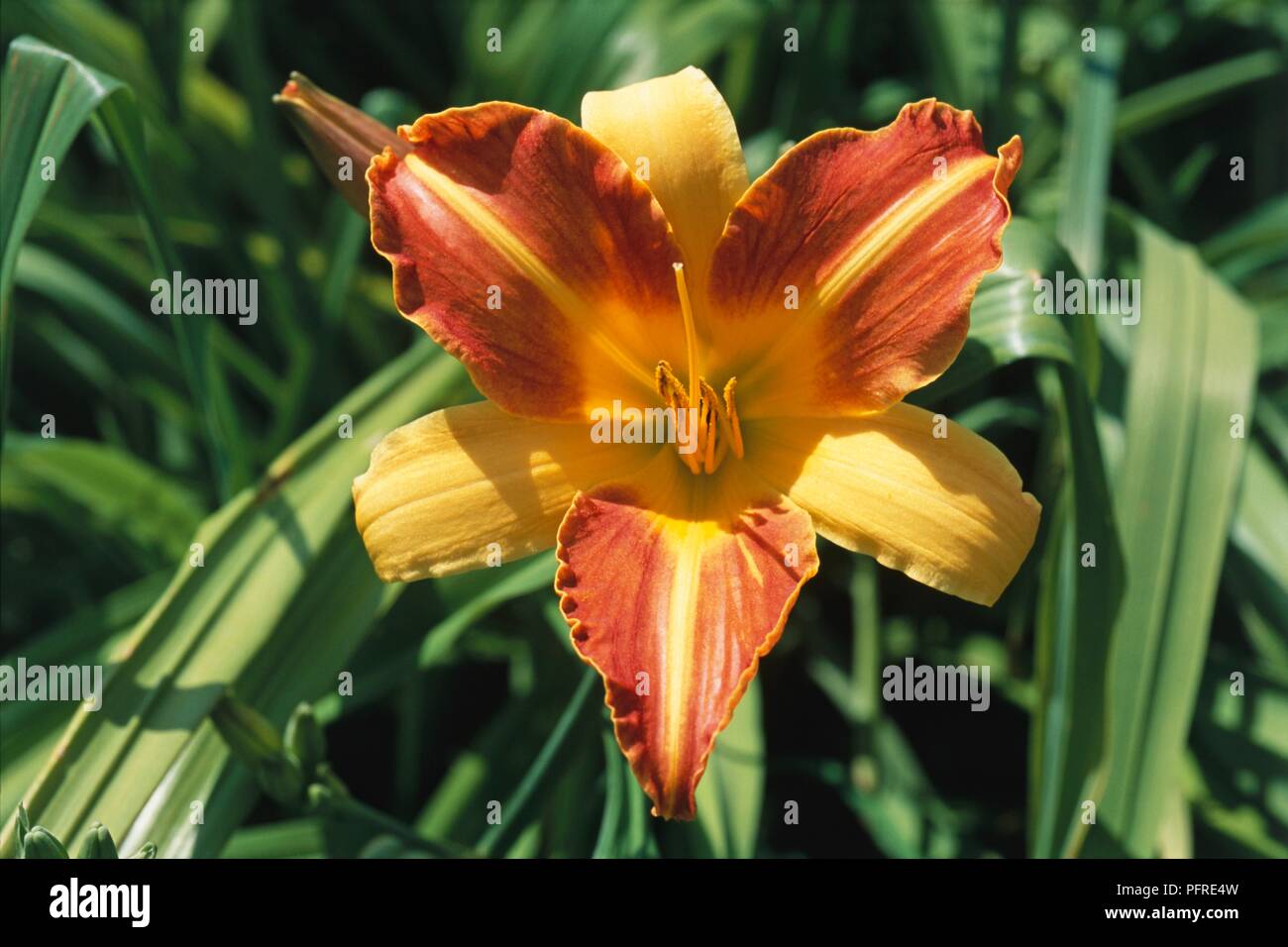 Orange und Gelb bicolor Blume der Hemerocallis 'Frans Hals' (DAYLILY) mit langen grünen Blättern Stockfoto