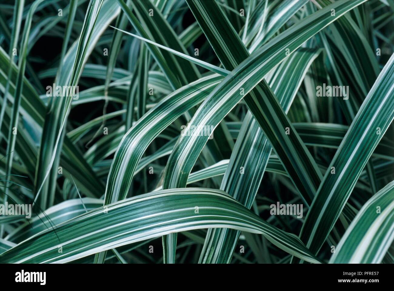 Miscanthus sinensis var. condensatus 'Cosmopolitan', Mehrjährige Gras mit gewölbter grüne Blätter mit cremig-weiß, close-up Stockfoto