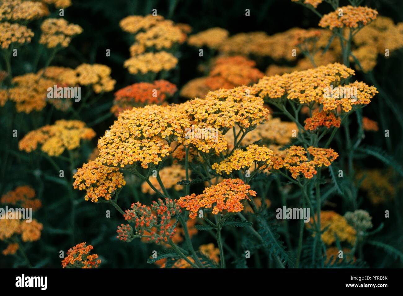 Achillea millefolium 'Terracotta' (Schafgarbe) orange-gelbe Blumen, close-up Stockfoto