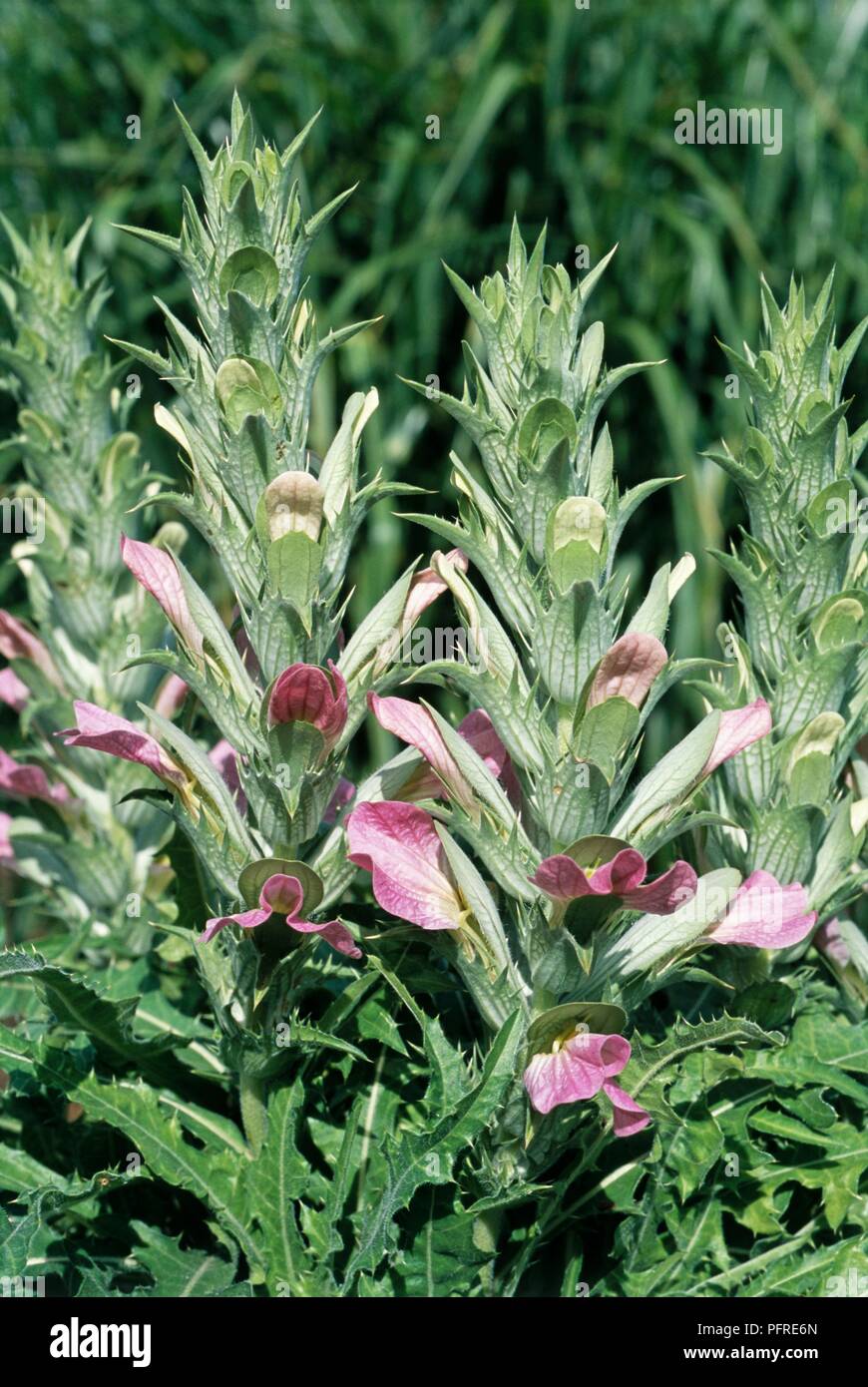 Acanthus dioscoridis var. perringii, flowerhead, close-up Stockfoto