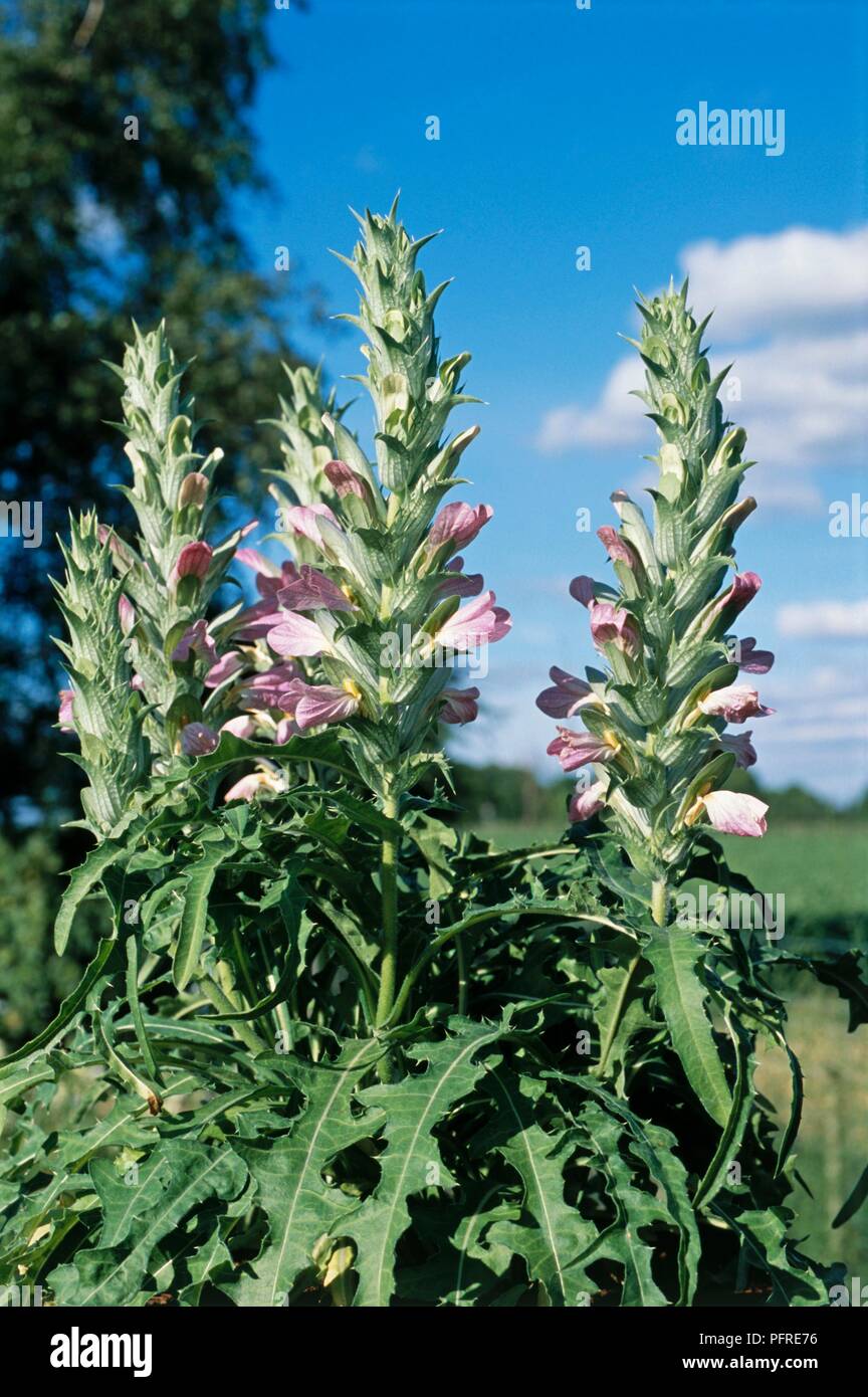 Acanthus dioscoridis var. perringii, blütenköpfe Stockfoto