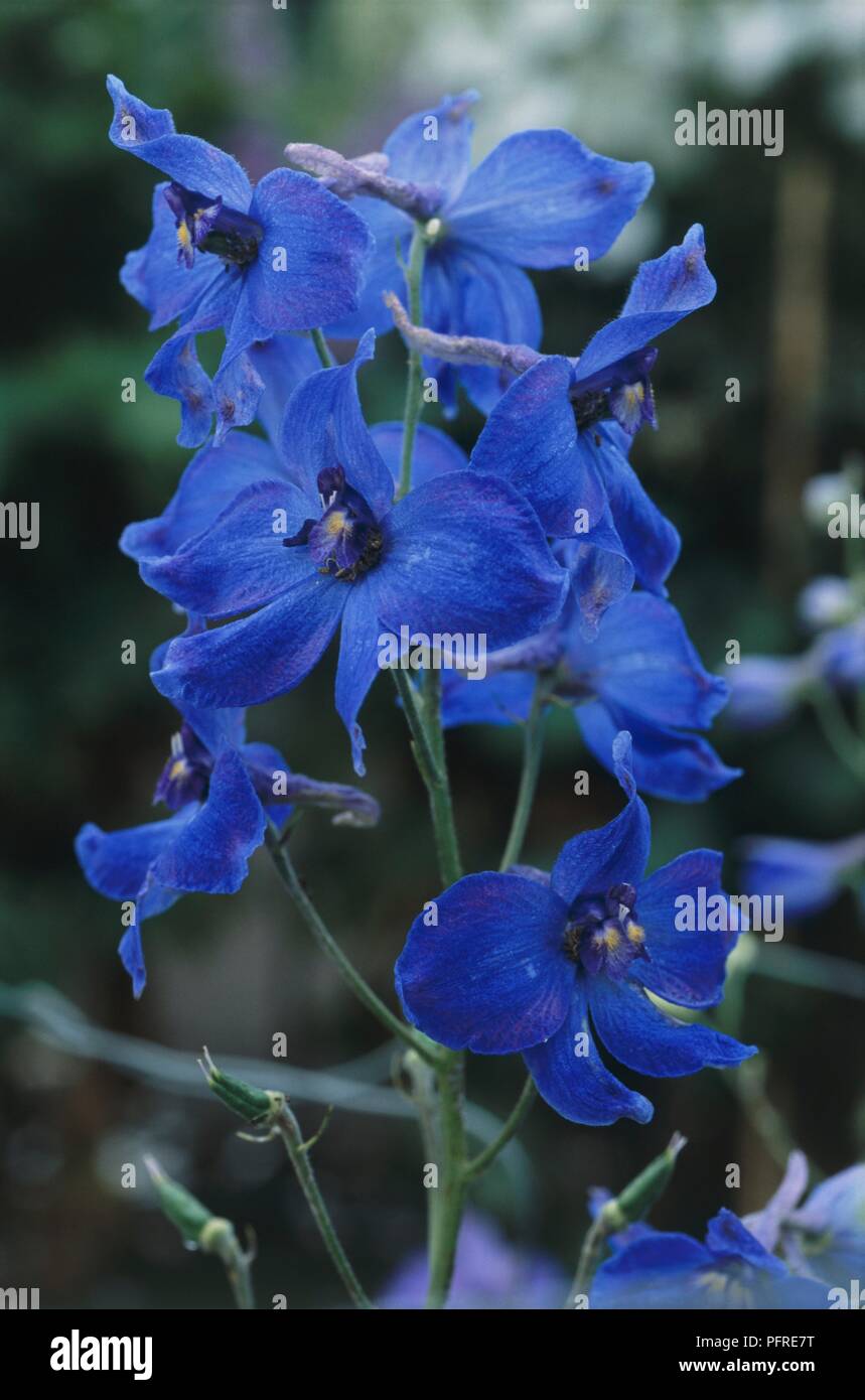 Delphinium 'Volkerfrieden', blaue Blumen, close-up Stockfoto
