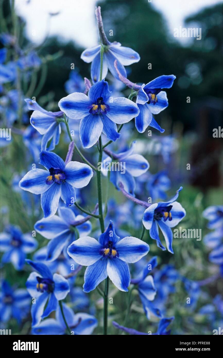 Rittersporn Belladonna 'Delft Blue', blaue Blumen Stockfoto