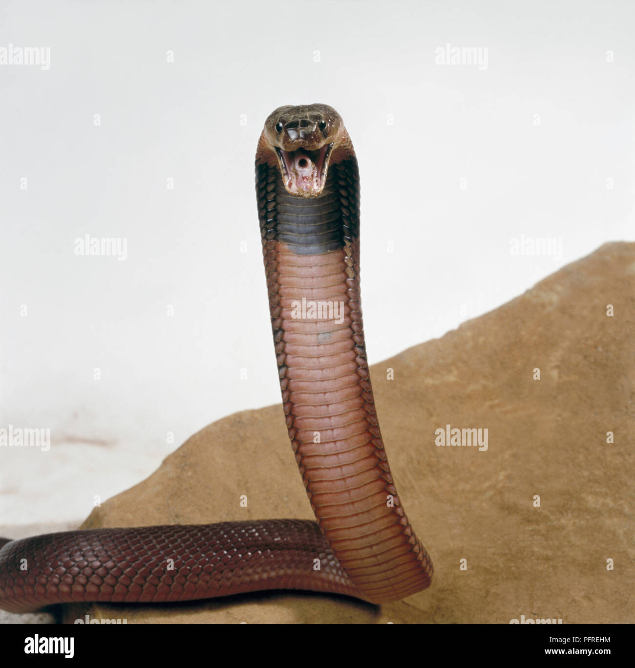 Naja Pallida Stockfotos und bilder Kaufen Alamy