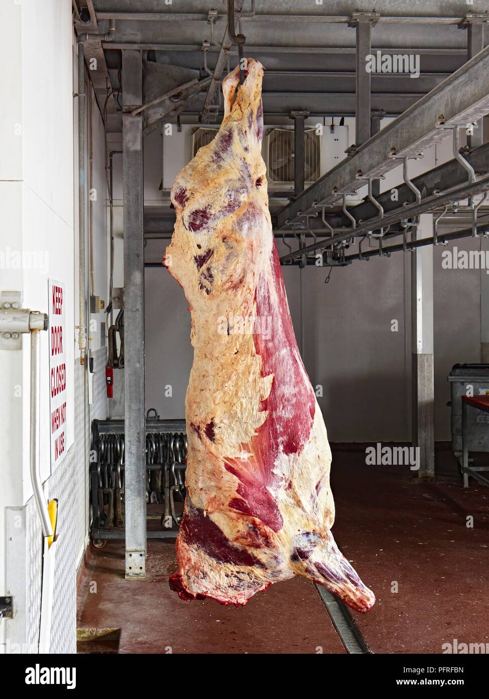 Enthäutete Fleisch Karkasse hängen an Haken im Schlachthof Stockfoto