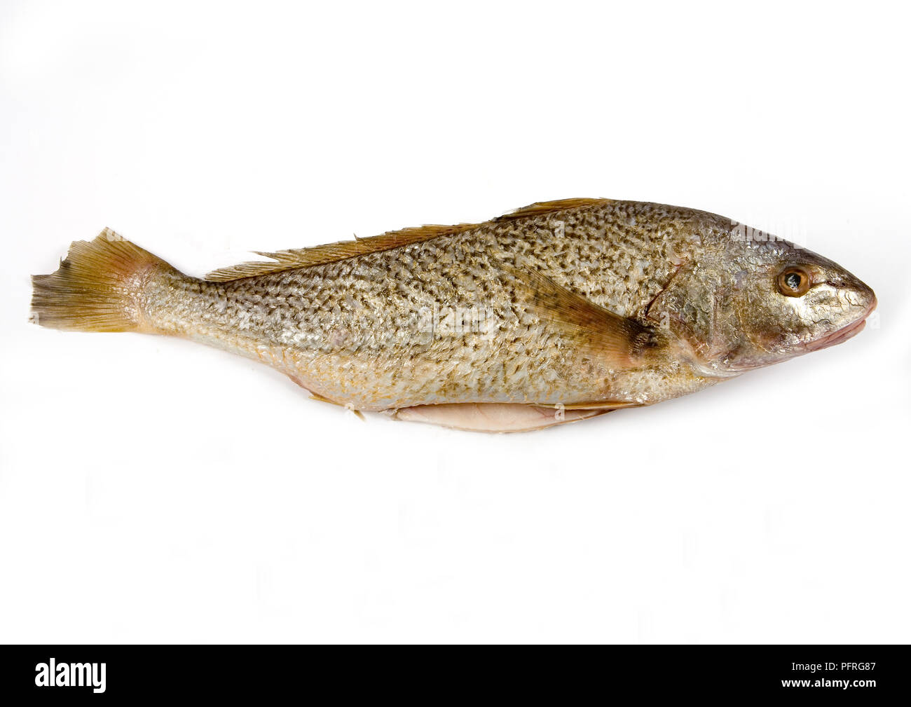 Croaker (Sciaenidae) Stockfoto