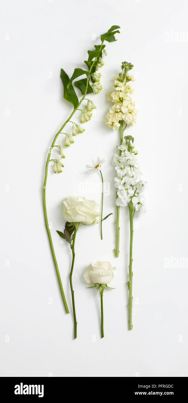 Eine Auswahl an cremefarbenen und weißen Blumen, Bell sp. (Salomos Siegel), Rosa' Vendela', Rosa "Lawine", Matthiola sp. (Auf Lager) und Marguerite Stockfoto
