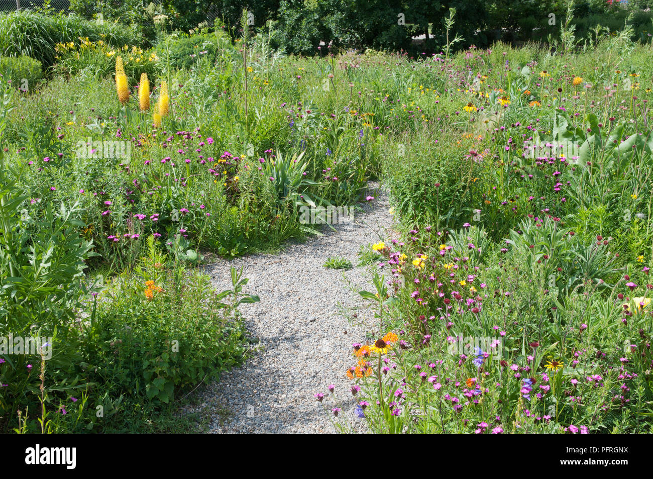 Trockene Schotterweg durch Garten mit Blumen einschließlich kniphofia und Echinacea gefüttert Stockfoto