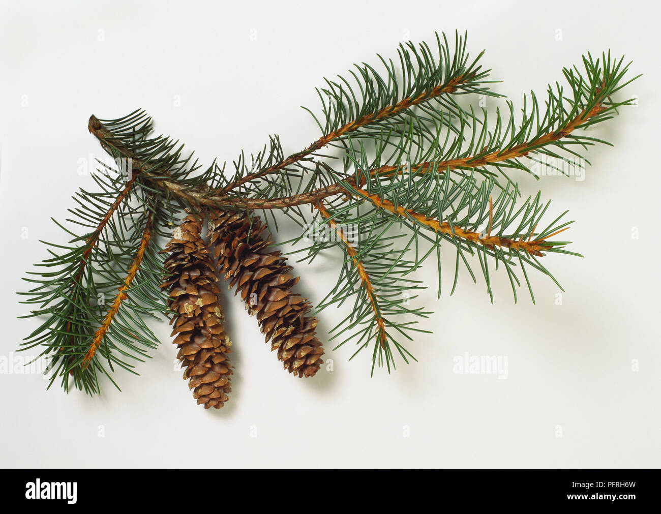 Picea brauereiwerbemittel (Brewer Fichte), Ast mit Blätter und braune Kegel Stockfoto